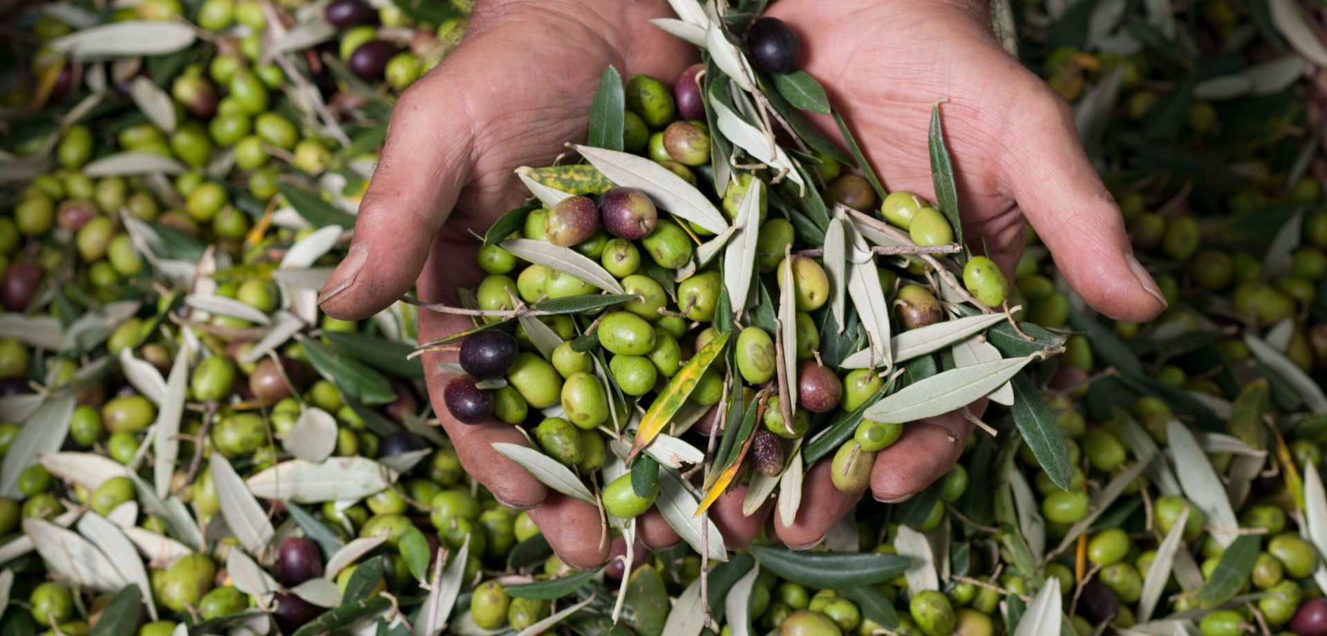 raccolta-olive